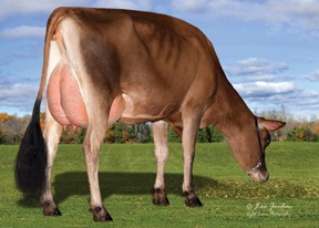 7JE01254 JX DEN-KEL HENDRIX JAMMER {4}-ET